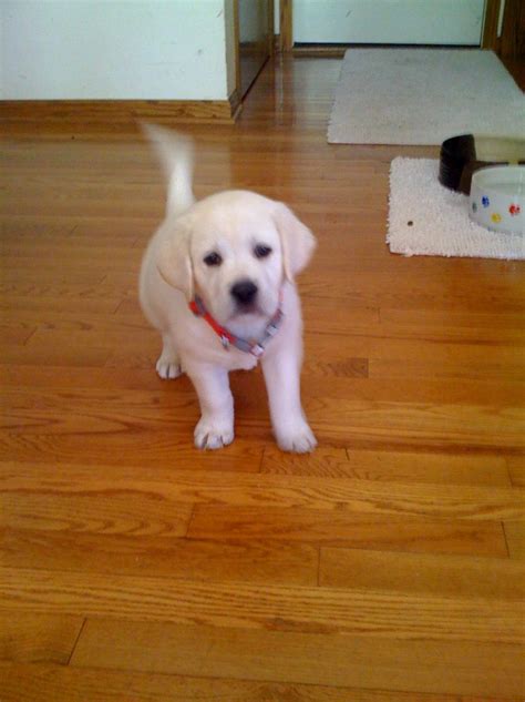 Read here to find out exactly what that should be! White Lab puppies and White English Labrador Retrievers ...