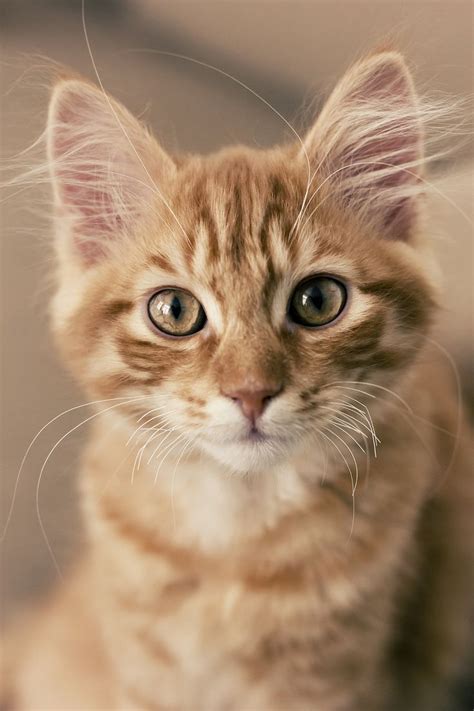 1064 Best Ginger Kittens Images On Pinterest Kitty Cats