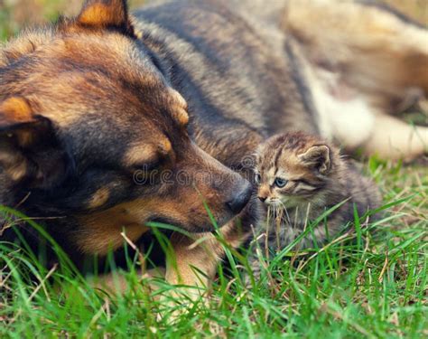 Big Dog And Little Kitten Stock Image Image Of Domestic 60419213