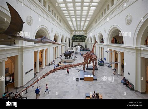 The Main Hall Of The Field Museum Of Natural History Chicago Illinois