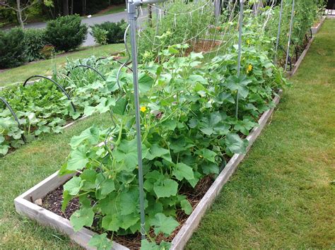 Growing Cucumbers Hydroponically Tips For Success