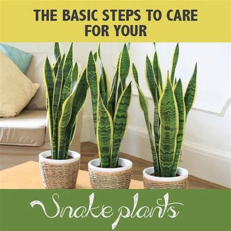 How To Care For A Snake Plant Gardening Pinterest