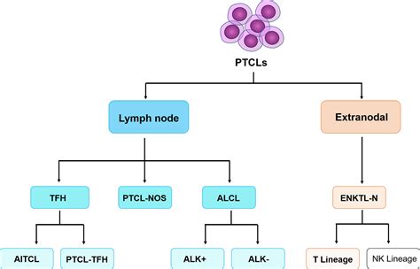 Lymphoma Cells In Suspension