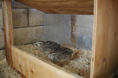 Click This Image To Show The Full Size Version Quail Pen Show Me