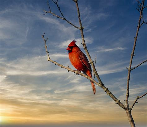 Cardinal At Sunset The Male Cardinals Are So Bright And Re Flickr