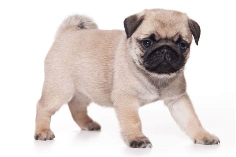 What Is The Best Small Dog For Kids