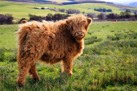 Mini Highland Cow Mostbeautiful