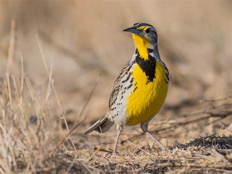What Is The State Bird Of Nebraska And Why Birdfact