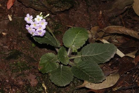 New Plant Species Discovered In Southwest China Xishuangbanna