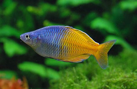 Welcome To Javed Fisheries We Are Breeder Wholesale