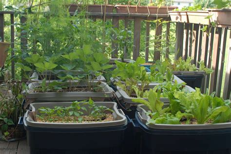 18 Rubbermaid Container Gardening Ideas You Must Look Sharonsable