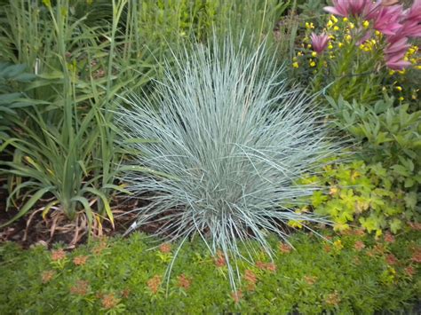 Helictotrichon Blue Oat Grass Is A Striking Architectural Steely Blue