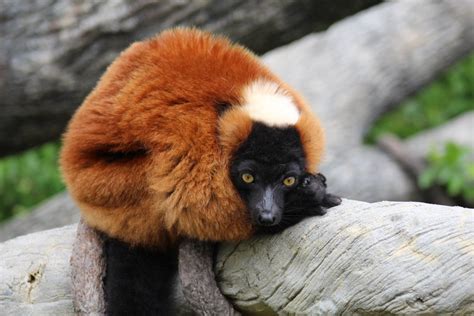 Red Ruffed Lemur Zoochat