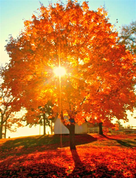 Falli Need A Little Fall Sunshine Break Today Autumn Scenery