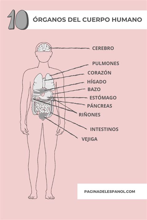 10 órganos Del Cuerpo Humano La Página Del Español