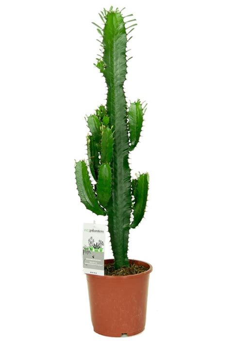 Euphorbia Acruensis Zimmerpflanze Von 60 Cm Kaufen 123zimmerpflanzen