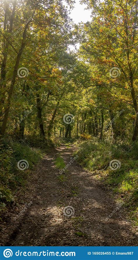 A Road In A Autumn Forest With Sun Rays Stock Image Image Of Rays