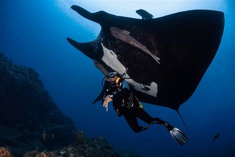 The Importance Of Tourism Manta Ray Conservation Nautilus Adventures