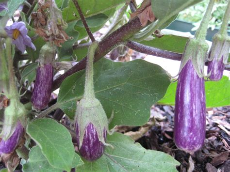 Lady finger, ladyfinger, or lady's finger may refer to: Our Green Haven: Lady's Fingers, Eggplant Florianda, Yardlong Beans