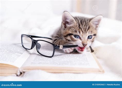 striped kitten with book and eyeglasses lying on white bed clever cute little domestic cat