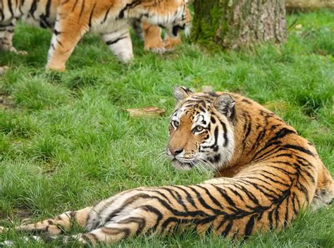 Meet The Tigers Whipsnade Zoo