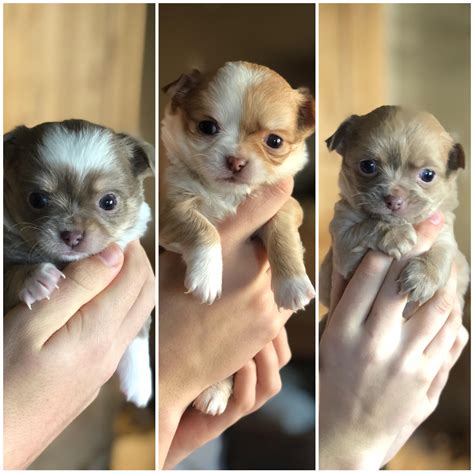 My Chihuahua Gave Birth To These Little Cuties And Honestly Theyre The