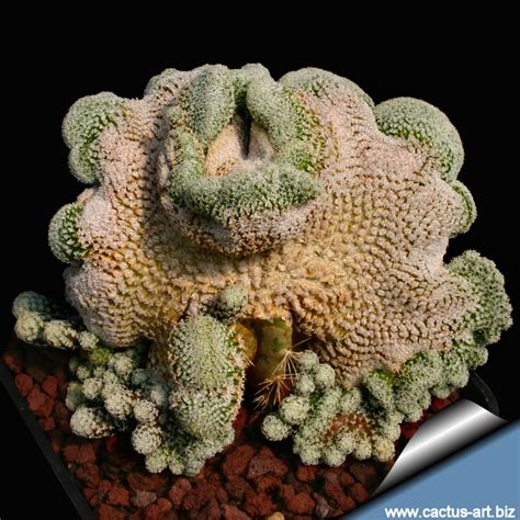 As cactus leaves turned into cactus spines and lost their ability to photosynthesize, the plants had to find a new way to produce food. Mammillaria pectinifera forma cristata