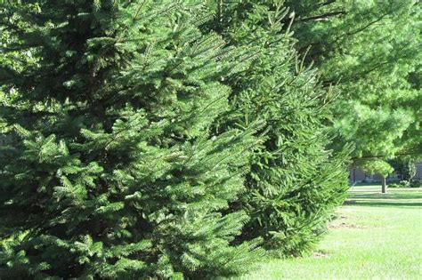 Types Of Evergreen Trees And How To Grow Them Arbor Facts