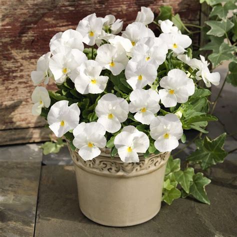 50 Giant White Pansy Seeds Welldales