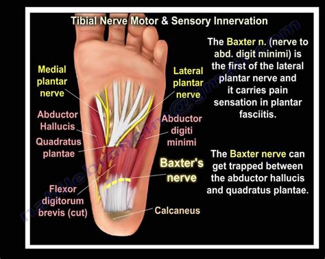 Nerves Of The Leg And Foot Everything You Need To Know Dr Nabil