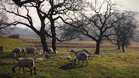 Organic Sheep Farm Auvergne France YouTube