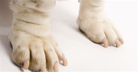 Remedios Caseros Para Frenar La Hemorragia De Una Uña De Perro Perros