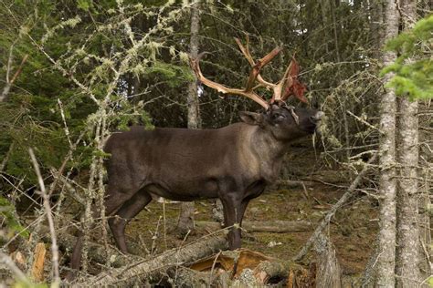 Ontario Not Effectively Protecting Boreal Caribou Habitat Federal