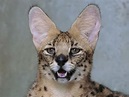 Photographer Captures Extremely Rare Black Serval Cat in Africa, and It ...