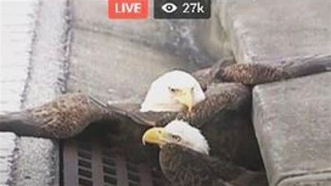 today in america a couple bald eagles got stuck in a storm drain mashable