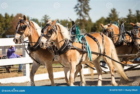 Team Of Horses Stock Image Image Of Harness Agriculture 60761929