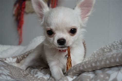 Beautiful Baby Cute Chihuahua Chihuahua Puppies Dog Chihuahua