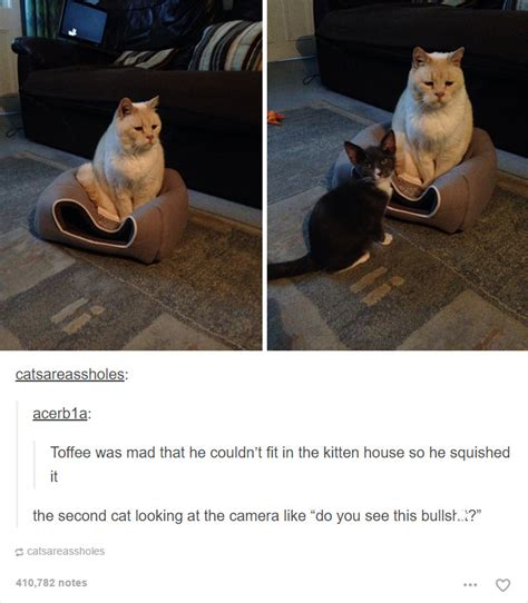 Fat Ginger Cat Meme 52 Funny Cat Memes That Prove Cats Still Rule The
