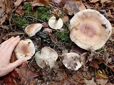 Clitocyboid Mushroom In Vermont Identifying Mushrooms Wild Mushroom