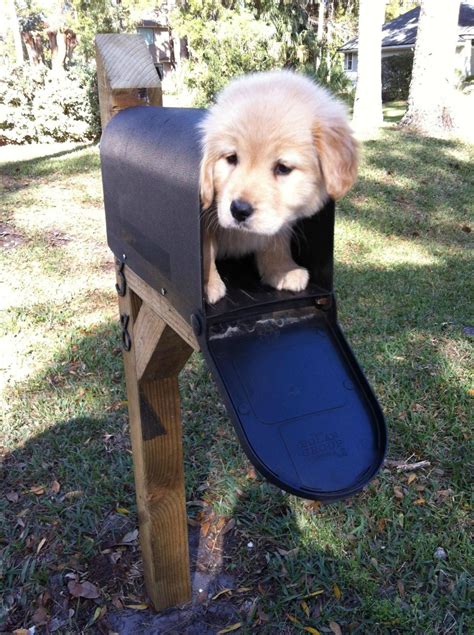 Ninjoy17heres The Mail It Never Fails It Makes Me Want To Wag My Tail Tumblr Pics