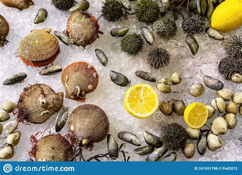 Assorted Fresh Raw Seafoods Oyster Sea Urchin Mussels And Scallops On