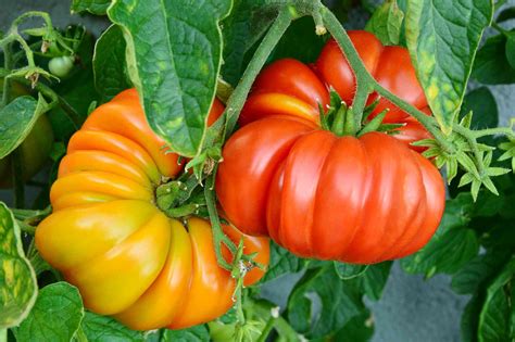 How To Grow Heirloom Tomato Plant
