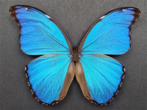 Real Butterfly Morpho Didius Male Etsy