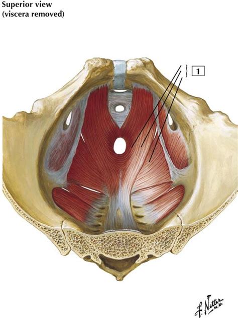 Iliococcygeus Muscle Origin And Insertion - Pelvis and Perineum: Cards 5-1 to 5-24 | Basicmedical Key
