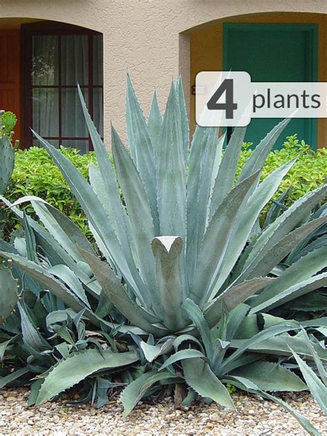 You should also make sure that only person is in charge of my care schedule. 4 xl Agave Americana Steel Blue Plants - Kens-Nursery