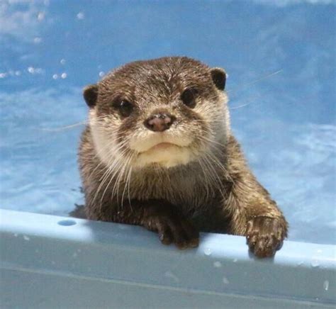 Otter Looks Fabulous Stepping Out Of The Pool Otters Cute Baby Otters