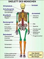 Grundwissen Humanbiologie 1 - Körper / 7-5502070 | Lehrmittel Reinhold ...