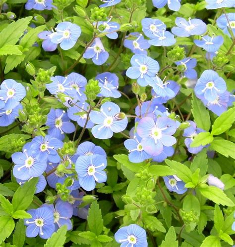 Georgia Blue Speedwell A Low Growing Perennial With Small Blue