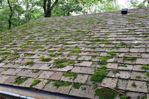 Removing Mold From Your Roof By A Roofing Contractor Dallas Tx