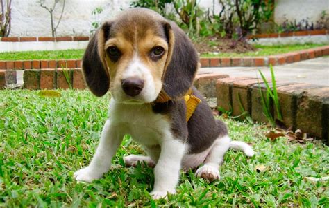 beagle top de razas de perros imagenes  fotos